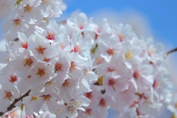 日立市の満開の桜
