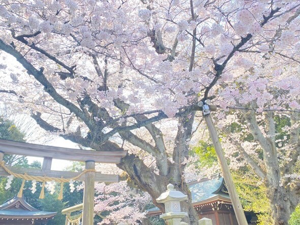 日立の桜